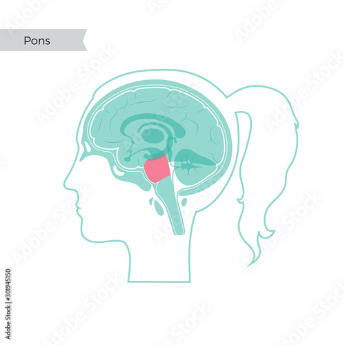 Vector isolated illustration of Pons