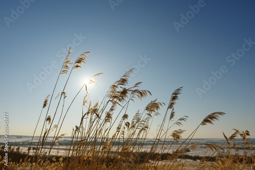 Winter landscape with thickets of dry reeds on the background of frozen swamp and blue sky at noon. Beautiful natural scenery