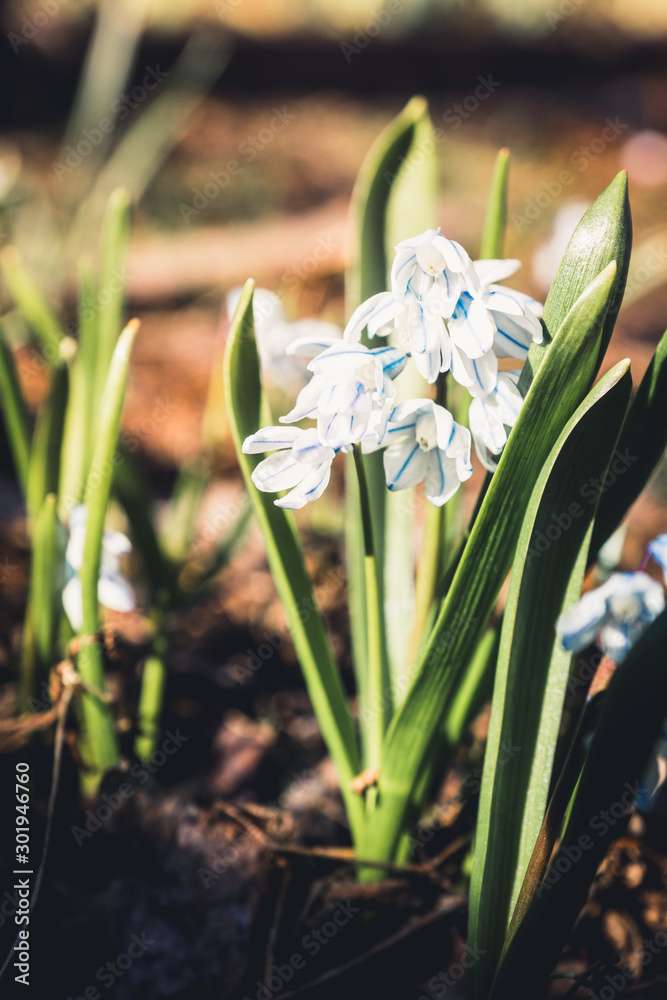 Fototapeta premium Blue scilla (Scilla siberica) blooming in the garden. Shallow depth of field. Selective focus.
