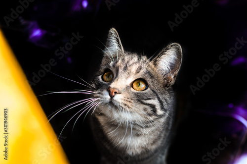 Gray tabby kitten looking up from the dark © FellowNeko