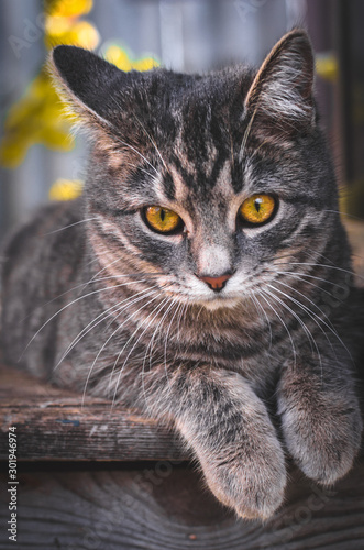 Photo in the old retro style of a kitten in the backyard, portrait © FellowNeko