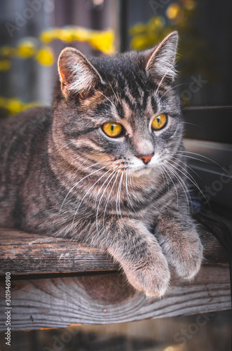 Photo in the old retro style of a kitten in the backyard, portrait