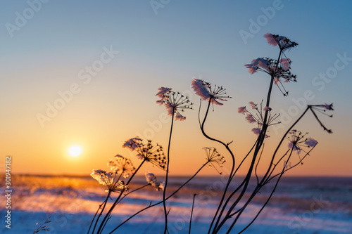 Winter landscape with dry frozen grass on the background of snow covered plain  blue sky and orange sun at sunset. Beautiful natural scenery. Selective focus  toned