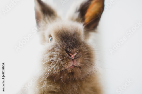 A close-up portrait of a funny cute rabbit on light background with copy space