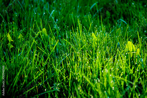 Light morning dew on the green grass. Fresh green grass with dew drops close up