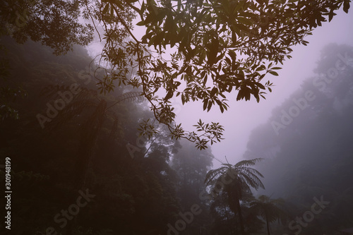Rain tropical forest in fog