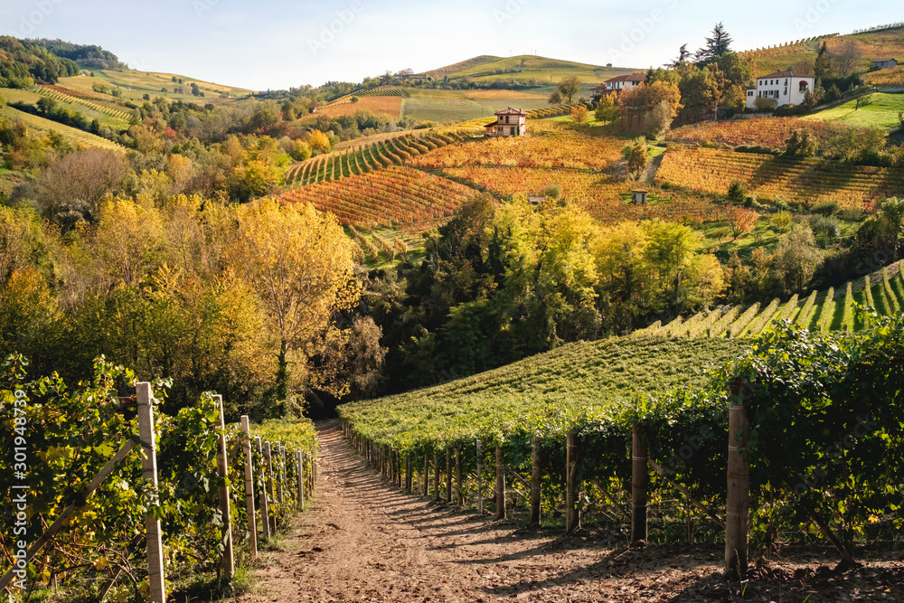 Langhe vineyards hills landscape in autumn with orange and yellow colors. Viticulture of Dolcetto, Nebbiolo and Barbera red wine. Tourism in Europe, travel destination. Piedmont, Italy landmark.