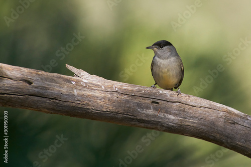 capirotada warbler (Sylvia atricapilla) passerine bird of the genus Sylvia within the Sylviidae family