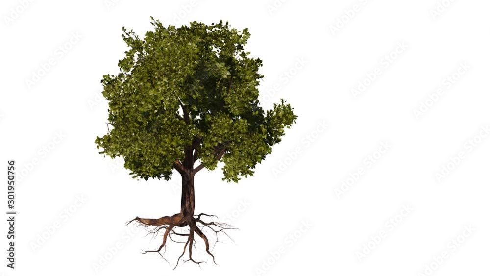 tree in the wind, tree with roots hovering on white background