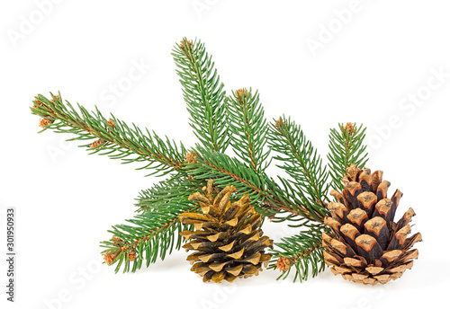 Brown and golden pine cone, fir branch isolated on a white background.