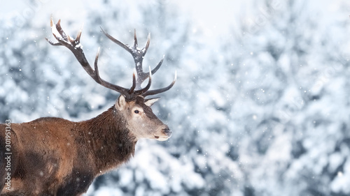 Noble deer male in the winter snow forest. Copy space.