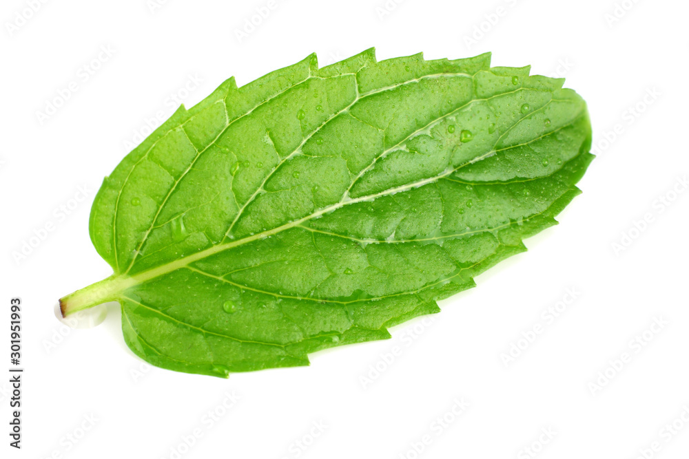 Fototapeta premium single fresh mint leaf isolated on white background