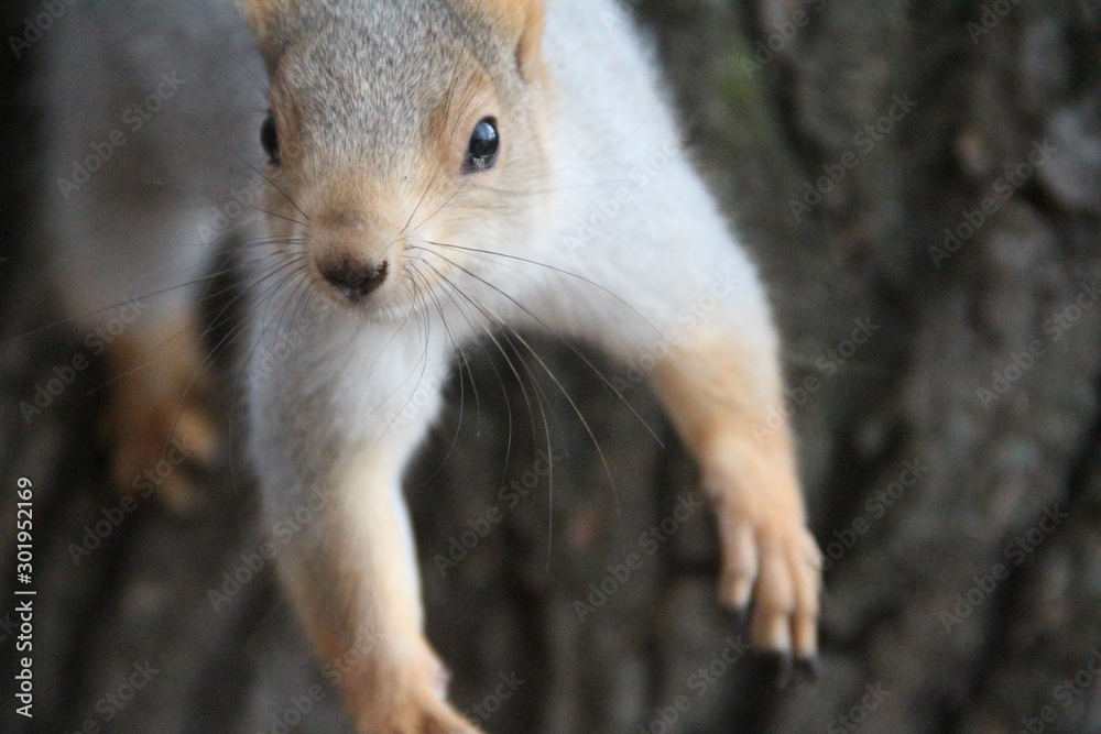 Obraz premium squirrel