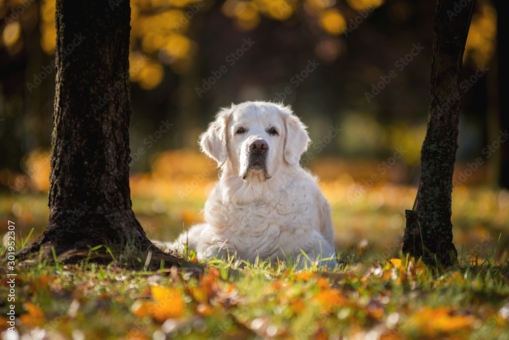 Elderly dog breed Golden Retriever in leaves, autumn yellow leaves contour light Elderly dog breed Golden Retriever in leaves, autumn yellow leaves contour light