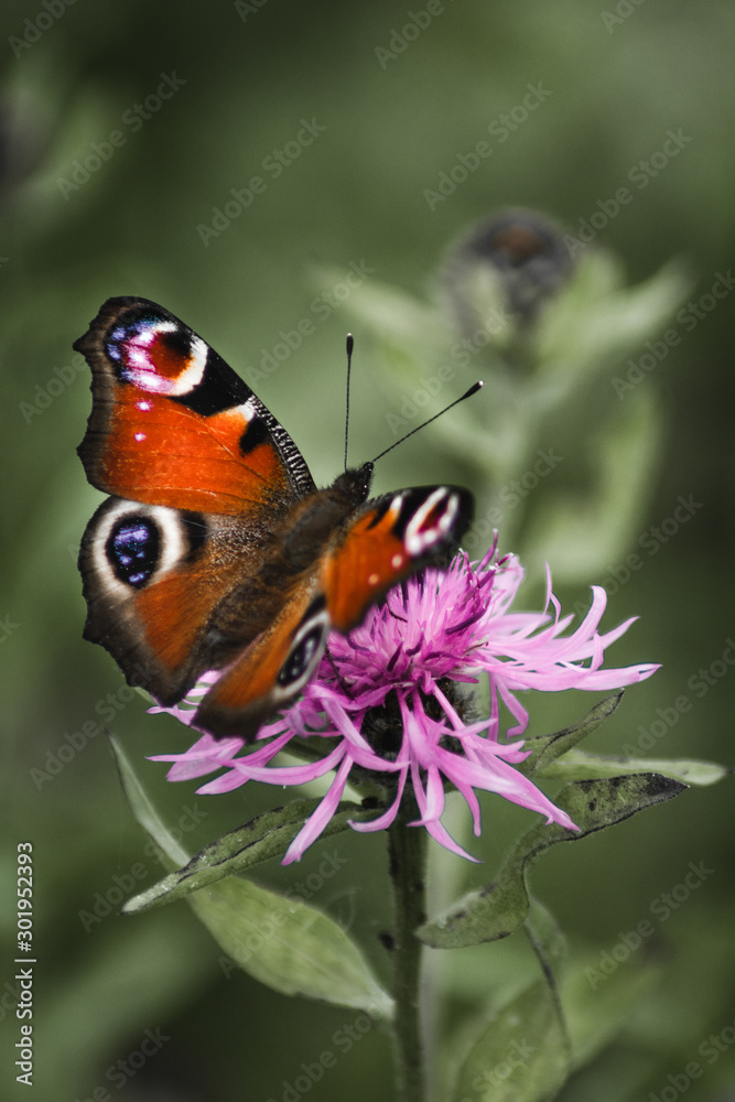 Awesome butterfly Awesome butterfly