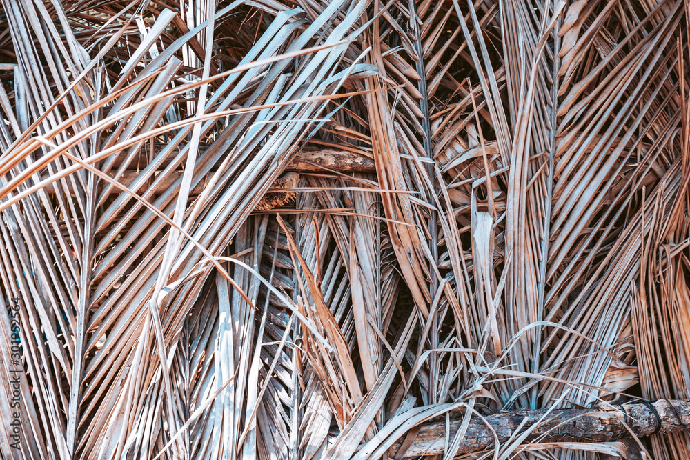 dry palm leaves wall texture background