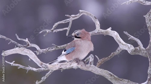 bird eurasian jay colorful perced branch fly away photo