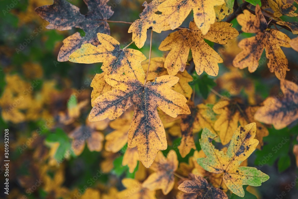 Fototapeta premium yellow tree leaves in autumn, autumn colors and season