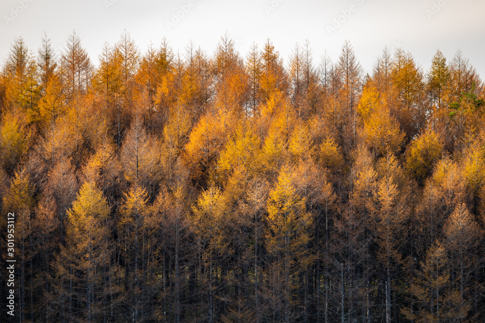 Fototapeta premium Autumnal larch bathed in the sunset