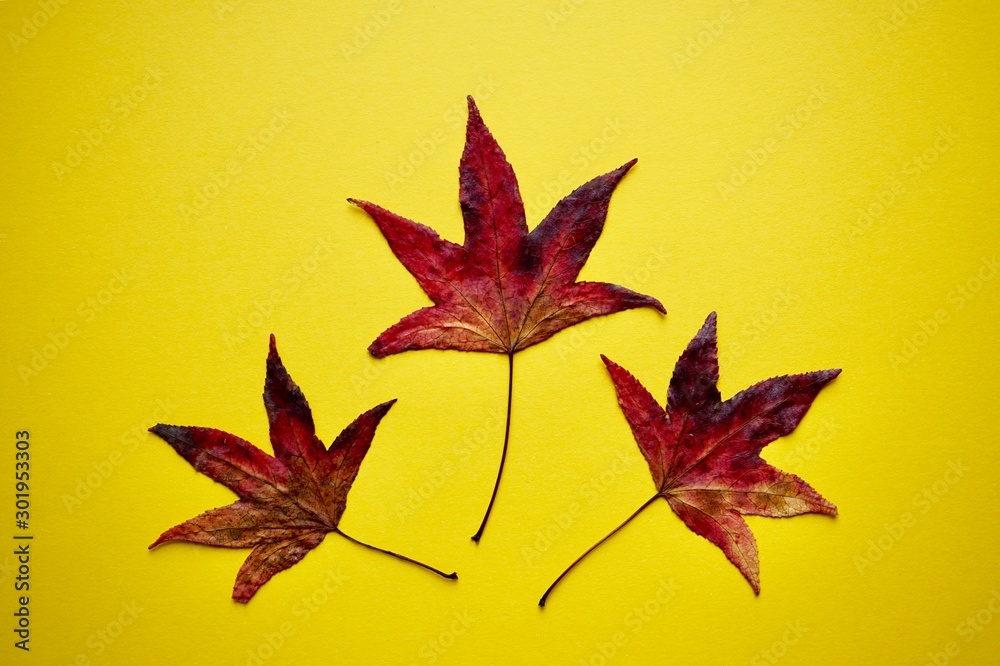 red leaves on the yellow background, autumn colors red leaves on the yellow background, autumn colors