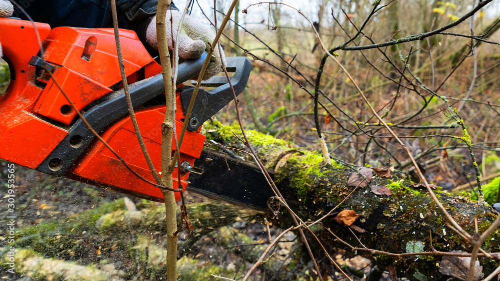 Man with chainsaw cutting the old tree