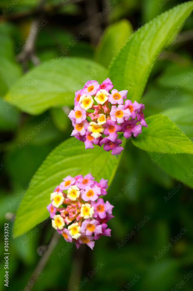 Close up of colorful flowers clusters and green leaves. Nature floral background Close up of colorful flowers clusters and green leaves. Nature floral background