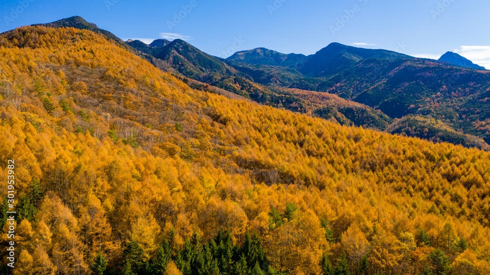 Autumn larch forest spreading out at the foot of the mountain