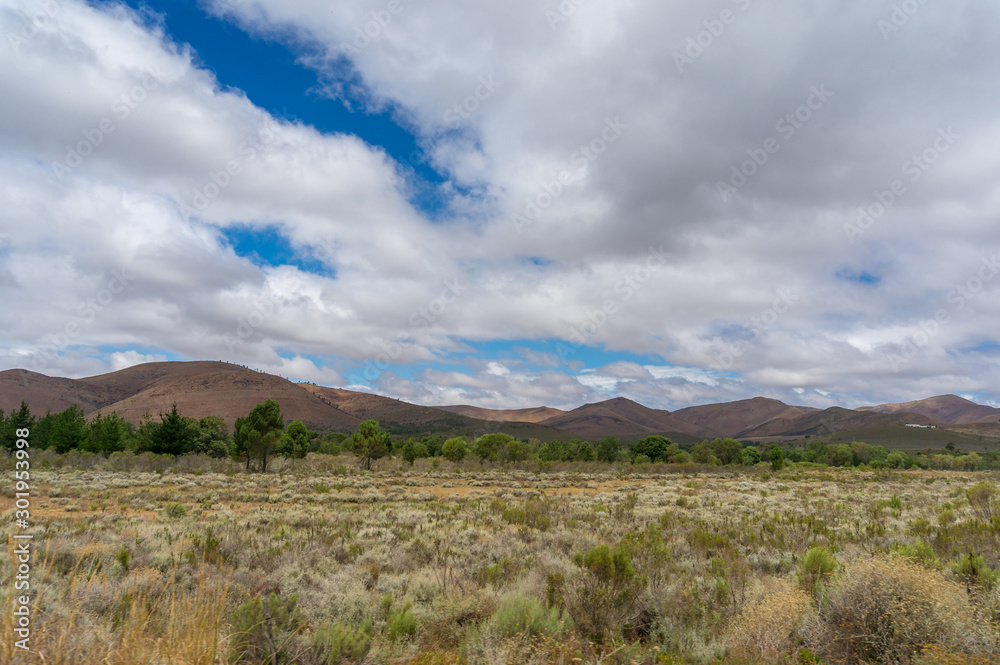Savannah grassland landscape with low bush and mountains in the distance