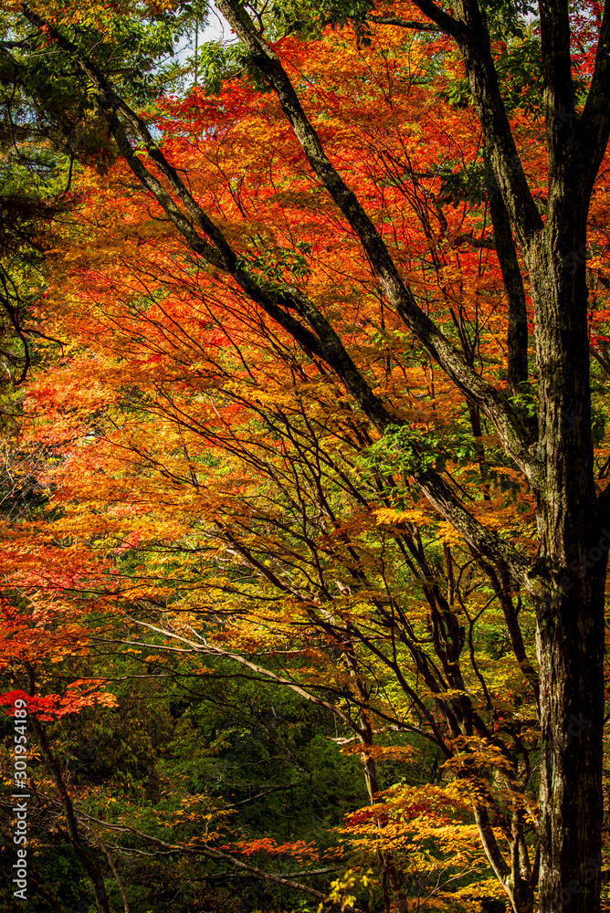 Autumn maple and oak trunk A
