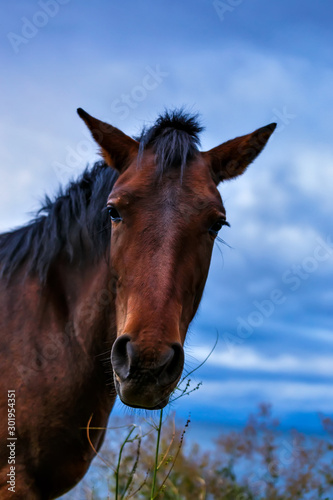 Portrait of a brown horse in wild nature © bander