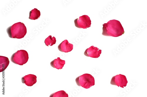 In selective focus of sweet red rose corollas on white isolated background and colorful flora details