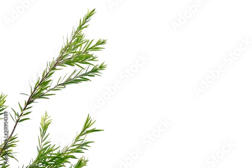 Tropical plant leaves and branches on white isolated background for green foliage backdrop 