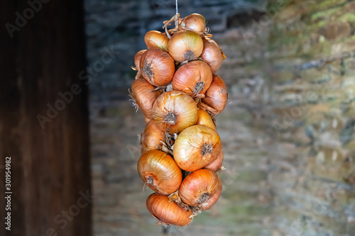 Golden onions tied up to dry in autumn