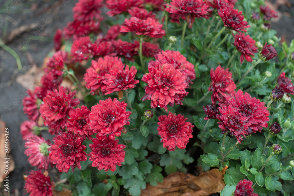 Wet dark red flowers of Chrysanthemum in November Wet dark red flowers of Chrysanthemum in November
