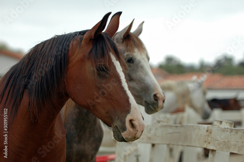Polish Arabian Horses Profile © Gayle Lawrence