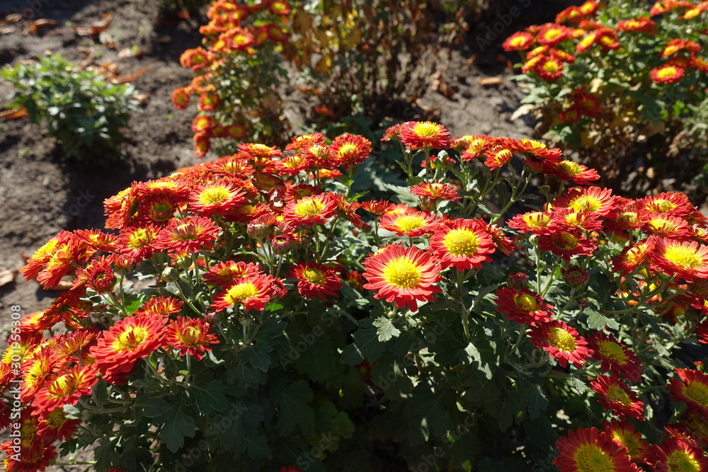 Flowers of red and yellow Chrysanthemum in October Flowers of red and yellow Chrysanthemum in October