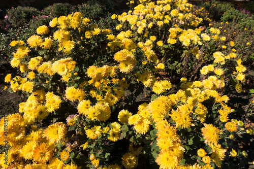 Lots of yellow flowers of Chrysanthemums in the garden