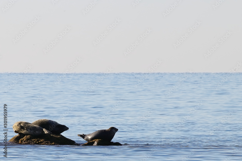 Obraz premium Seals (spotted seal, largha seal, Phoca largha) on the rock in sunny day. Wild spotted seal sanctuary. Calm blue sea, wild marine mammals in nature on background of blue sea, horizon and sunrise sky.