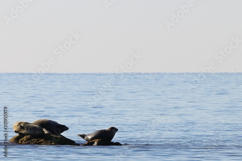 Seals  spotted seal  largha seal  Phoca largha  on the rock in sunny day. Wild spotted seal sanctuary. Calm blue sea  wild marine mammals in nature on background of blue sea  horizon and sunrise sky. 