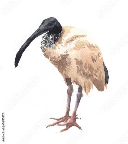 Watercolor single ibis animal isolated on a white background illustration.	