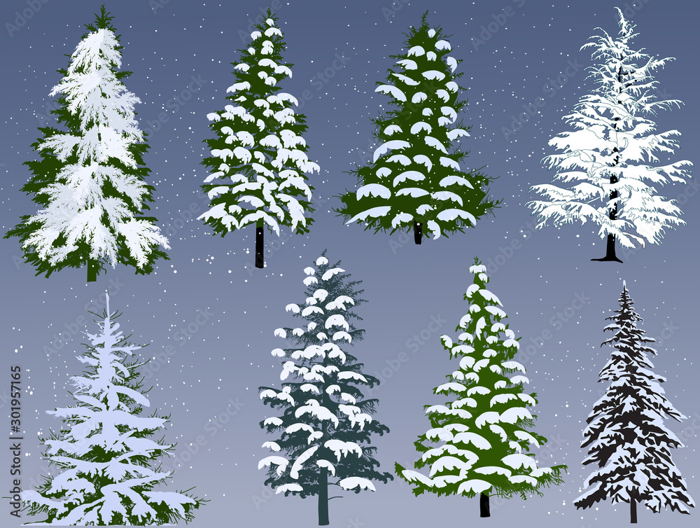 eight winter firs on grey background