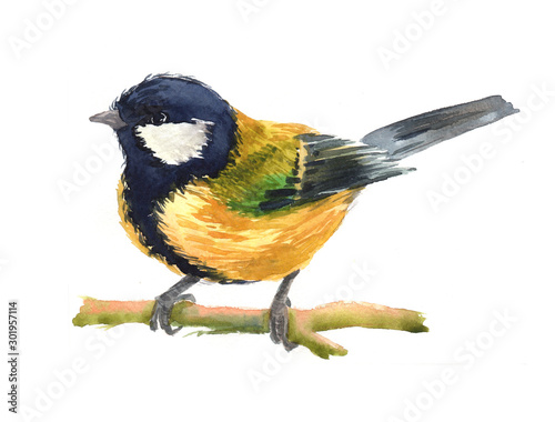 Watercolor single finch animal isolated on a white background illustration. 