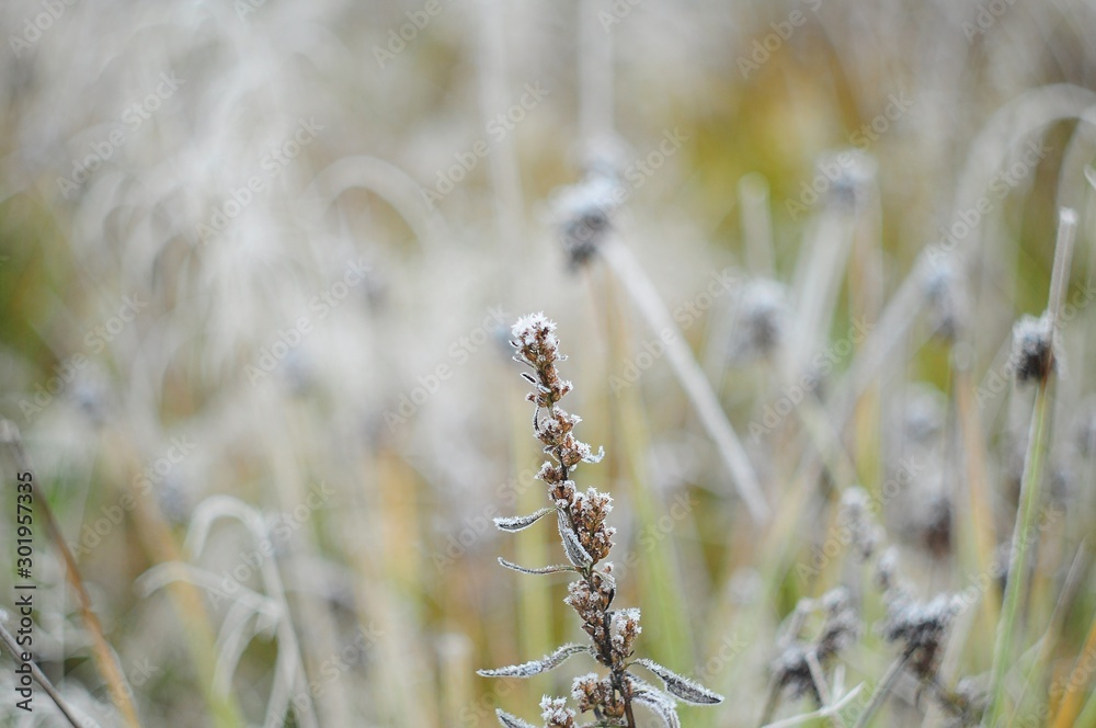 Wild plant in frost on the background of meadow autumn grasses, macro Wild plant in frost on the background of meadow autumn grasses, macro