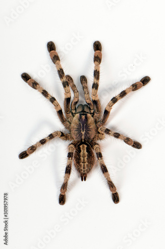 Ornament Baumvogelspinne (Poecilotheria formosa) - salem ornamental, beautiful parachute spider photo