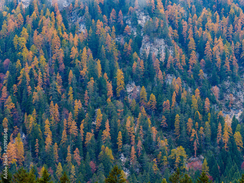 Reflection of autumn foliage along the shore of Lake Tovel  Trentino Alto Adige