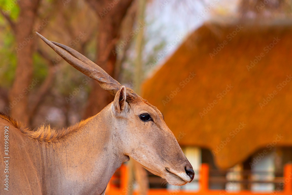 Beautiful Images of African largest Antelope. Wild african Eland antelope close up, Namibia, Africa Beautiful Images of African largest Antelope. Wild african Eland antelope close up, Namibia, Africa