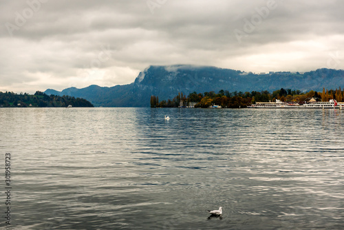 View of Swans and ducks swimming in Lake Lucerne - Vierwaldstättersee, Lucerne, Switzerland