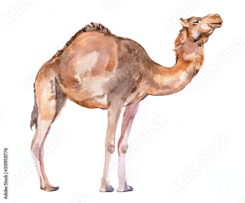 Watercolor realistic camel desert animal isolated on a white background illustration.