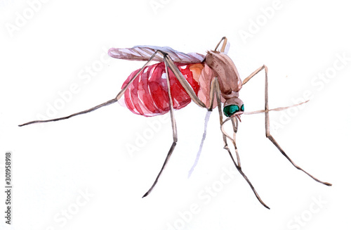 Watercolor single mosquito insect animal isolated on a white background illustration.  © PYRAMIS