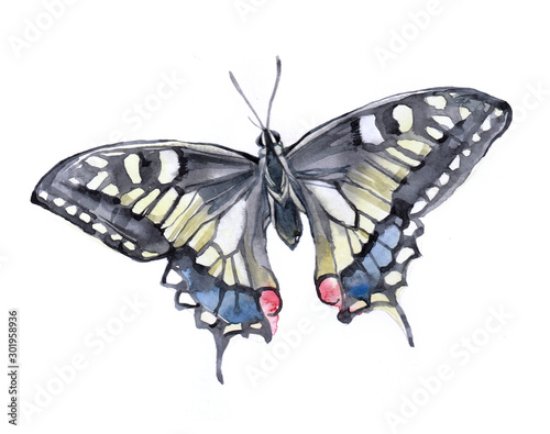 Watercolor single Machaon butterfly insect animal isolated on a white background illustration.	
